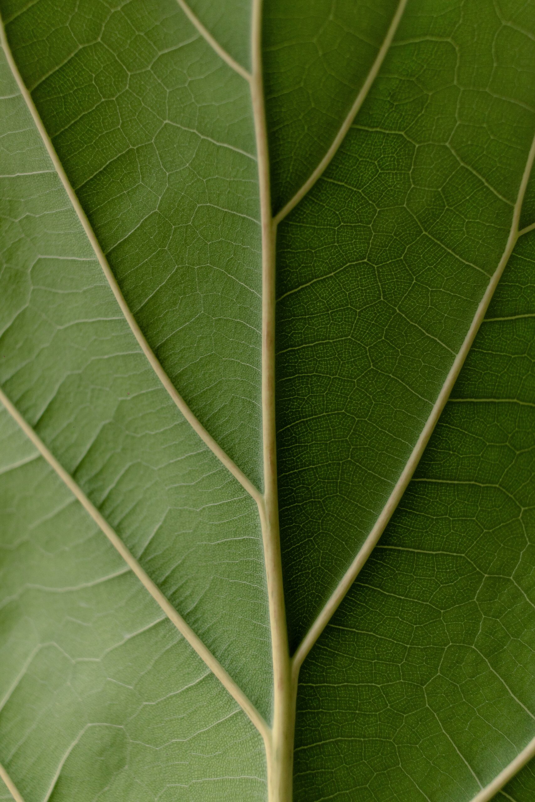Sustainability and ESG Advisory